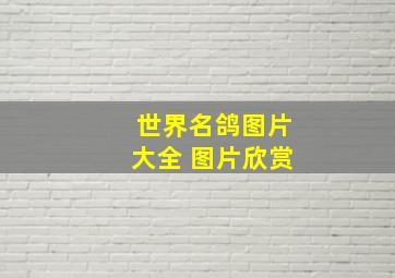 世界名鸽图片大全 图片欣赏